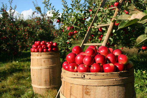 Fresh Apples